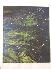 Ellie Davies â Into The Woods
