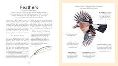 RSPB Bird Tales: Traditional Stories, Folklore and Activities by Dawn Casey - used book at Perkology Books