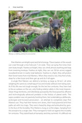 Pine Marten: The Secret Life of Martes martes (Pelagic Monographs) by Dan Bagur - used book at Perkology Books