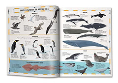 Antarctica: The Melting Continent by Karen Romano Young - used book at Perkology Books