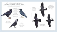 RSPB Bird Tales: Traditional Stories, Folklore and Activities by Dawn Casey - used book at Perkology Books