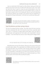 Pine Marten: The Secret Life of Martes martes (Pelagic Monographs) by Dan Bagur - used book at Perkology Books