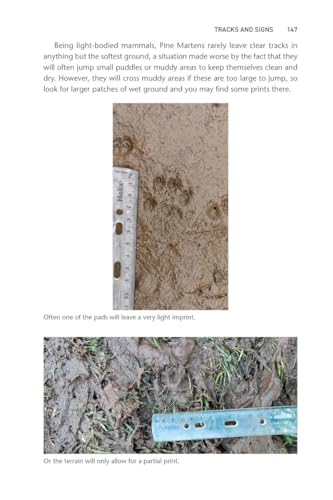 Pine Marten: The Secret Life of Martes martes (Pelagic Monographs) by Dan Bagur - used book at Perkology Books