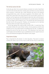 Pine Marten: The Secret Life of Martes martes (Pelagic Monographs) by Dan Bagur - used book at Perkology Books