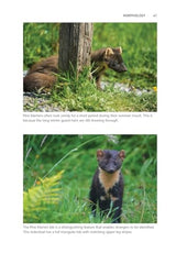 Pine Marten: The Secret Life of Martes martes (Pelagic Monographs) by Dan Bagur - used book at Perkology Books