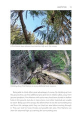 Pine Marten: The Secret Life of Martes martes (Pelagic Monographs) by Dan Bagur - used book at Perkology Books