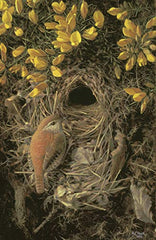 The Wren: A Biography by Stephen Moss - used book at Perkology Books