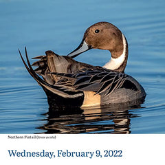 AUDUBON BIRDS PAGE-A-DAY 2022 by WORKMAN - used book at Perkology Books
