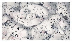 Really Good Dog Photography: Hoxton Mini Press by Lucy Davies - used book at Perkology Books