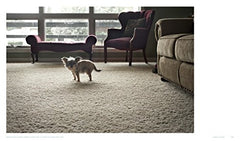 Really Good Dog Photography: Hoxton Mini Press by Lucy Davies - used book at Perkology Books