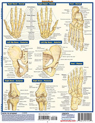 Skeletal System: Advanced (Quick Study Academic)