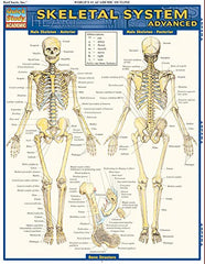 Skeletal System: Advanced (Quick Study Academic)