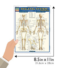 Skeletal System: Advanced (Quick Study Academic)
