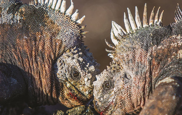 Galapagos – Life in Motion