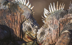 Galapagos – Life in Motion