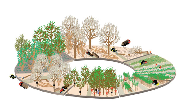 Oak - Fine Timber in 100 Years: Growing High-Quality Oak Within a Century