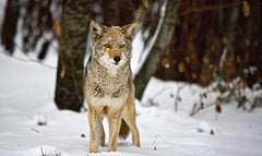 The National Parks: An American Legacy