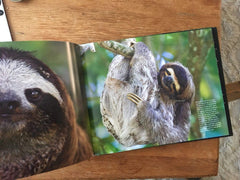 Sloths: Life in the Slow Lane