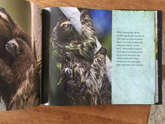 Sloths: Life in the Slow Lane