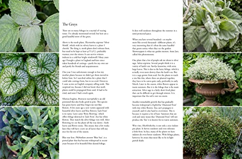 Containers in the Garden