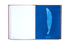 Photographs of British Algae: Cyanotype Imperfections Mandy Baker