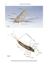 A Pictorial Guide to British Ephemeroptera (AIDGAP)