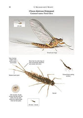 A Pictorial Guide to British Ephemeroptera (AIDGAP)
