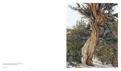 Mitch Epstein: American Nature