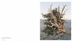 Mitch Epstein: American Nature