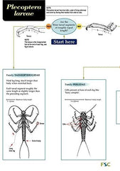 Guide to the British Stonefly (Plecoptera) Families: Adults and Larvae (AIDGAP)