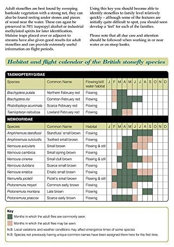 Guide to the British Stonefly (Plecoptera) Families: Adults and Larvae (AIDGAP)