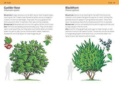 Concise Foraging Guide (Concise Guides)