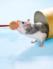 Clicker Training for Rabbits, Guinea Pigs,