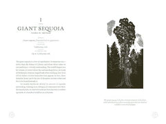 In The Circle of Ancient Trees: Our Oldest Trees and the Stories they Tell