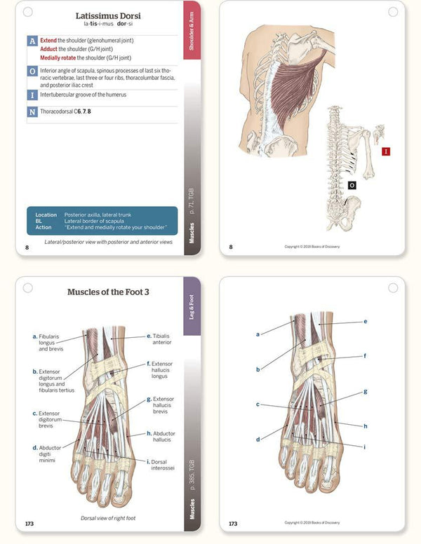 Trail Guide to the Body Flashcards Volume 2: Muscles