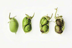 From the Earth: World's Great, Rare and Almost Forgotten Vegetables