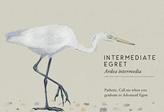 Tits, Boobies and Loons