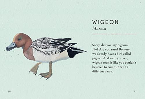 Tits, Boobies and Loons