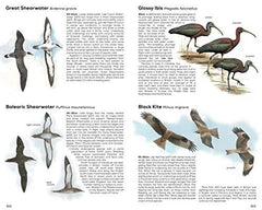 RSPB Handbook of British Birds: Fifth edition