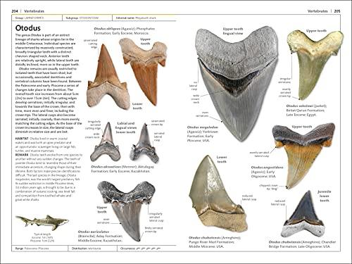 Fossils (DK Handbooks)
