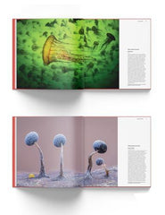 Wildlife Photographer of the Year: Portfolio 35: Volume 35