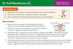 A-Level Biology OCR A Revision Question Cards (CGP OCR A A-Level Biology)