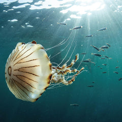 Beneath Irish Seas: The Hidden Wonders of Ireland’s Amazing Marine Life