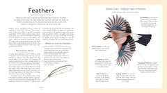 RSPB Bird Tales: Traditional Stories, Folklore and Activities by Dawn Casey - used book at Perkology Books