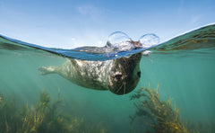 Beneath Irish Seas: The Hidden Wonders of Ireland’s Amazing Marine Life