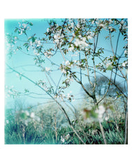 Passing Through [Hardcover] Nigel Grierson by Nigel Grierson - used book at Perkology Books