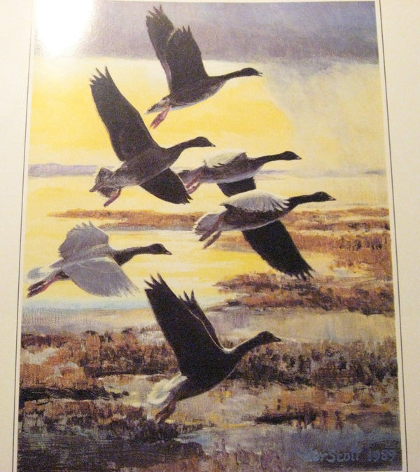 The Art of Peter Scott by Peter Scott - used book at Perkology Books