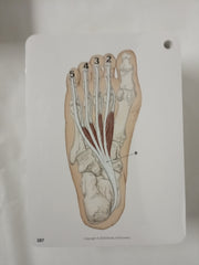 Trail Guide to the Body Flashcards, Vol 2: Muscles of the Body