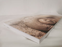 Proceedings of the Dorset Natural History and Archaeological Society - Vol 144